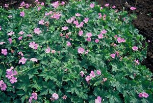 Geranium endressii geen maat specificatie 0,55L/P9cm - afbeelding 4