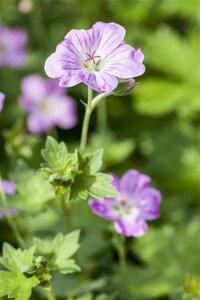 Geranium endressii geen maat specificatie 0,55L/P9cm - afbeelding 2