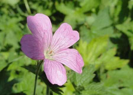 Geranium endressii geen maat specificatie 0,55L/P9cm - afbeelding 3