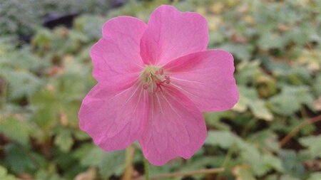 Geranium endressii 'Wargrave Pink' geen maat specificatie 0,55L/P9cm - afbeelding 5