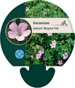 Geranium endressii 'Wargrave Pink' geen maat specificatie 0,55L/P9cm - afbeelding 4