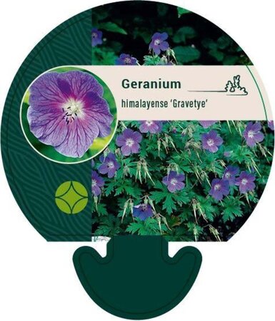 Geranium himalayense 'Gravetye' geen maat specificatie 0,55L/P9cm - afbeelding 2