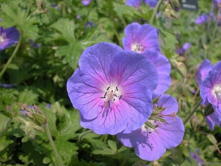 Geranium himalayense 'Gravetye' geen maat specificatie 0,55L/P9cm - afbeelding 1