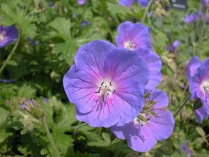 Geranium himalayense 'Gravetye' geen maat specificatie 0,55L/P9cm - afbeelding 1