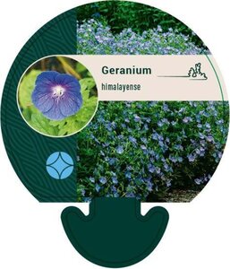 Geranium himalayense geen maat specificatie 0,55L/P9cm - afbeelding 1