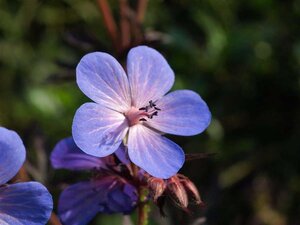 Geranium himalayense geen maat specificatie 0,55L/P9cm - afbeelding 2