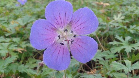 Geranium 'Johnson's Blue' geen maat specificatie 0,55L/P9cm - afbeelding 6