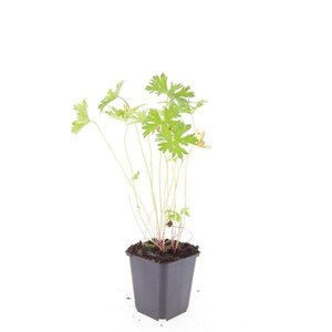 Geranium 'Johnson's Blue' geen maat specificatie 0,55L/P9cm - afbeelding 4