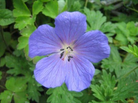 Geranium 'Johnson's Blue' geen maat specificatie 0,55L/P9cm - afbeelding 5