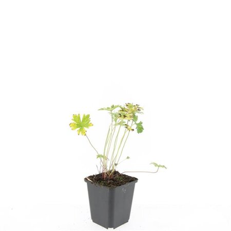 Geranium 'Johnson's Blue' geen maat specificatie 0,55L/P9cm - afbeelding 3