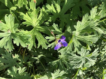 Geranium 'Johnson's Blue' geen maat specificatie 0,55L/P9cm - afbeelding 8