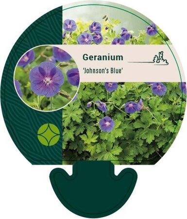 Geranium 'Johnson's Blue' geen maat specificatie 0,55L/P9cm - afbeelding 7