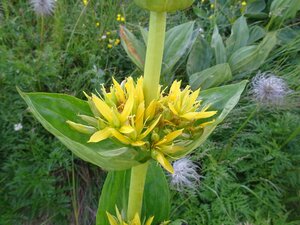 Gentiana lutea geen maat specificatie 0,55L/P9cm - afbeelding 2