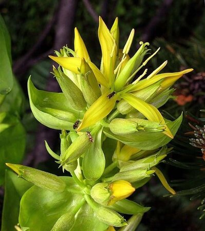 Gentiana lutea geen maat specificatie 0,55L/P9cm - afbeelding 3