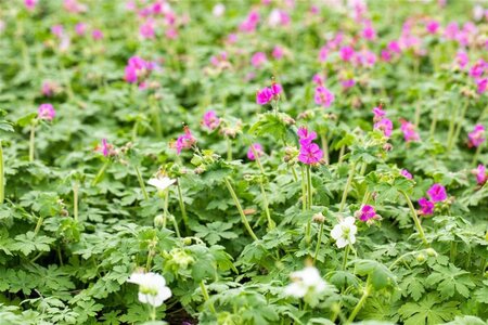 Geranium macrorrhizum geen maat specificatie 0,55L/P9cm - afbeelding 1