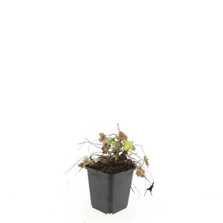 Geranium macrorrhizum geen maat specificatie 0,55L/P9cm - afbeelding 4