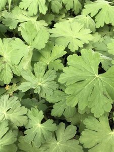 Geranium macrorrhizum geen maat specificatie 0,55L/P9cm - afbeelding 9