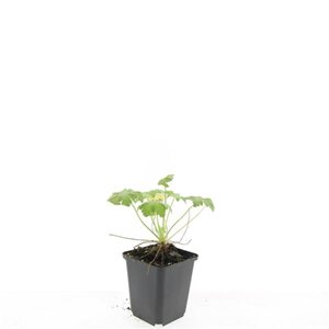 Geranium macrorrhizum geen maat specificatie 0,55L/P9cm - afbeelding 3