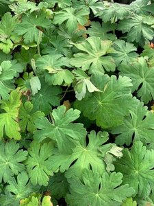 Geranium macrorrhizum geen maat specificatie 0,55L/P9cm - afbeelding 6