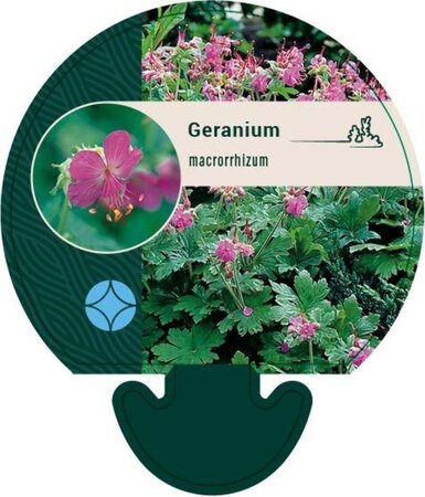 Geranium macrorrhizum geen maat specificatie 0,55L/P9cm - afbeelding 5