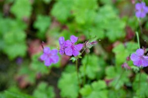 Geranium macrorrhizum geen maat specificatie 0,55L/P9cm - afbeelding 8