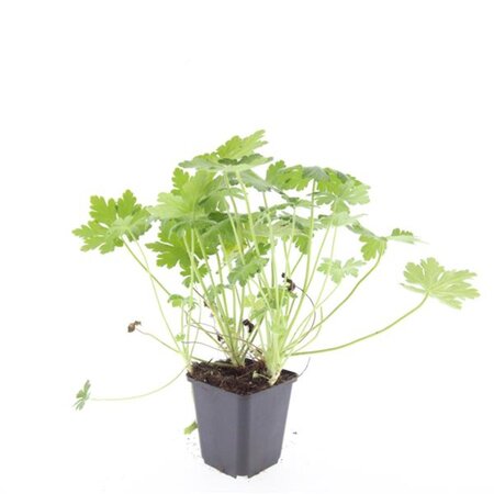 Geranium macrorrhizum geen maat specificatie 0,55L/P9cm - afbeelding 11