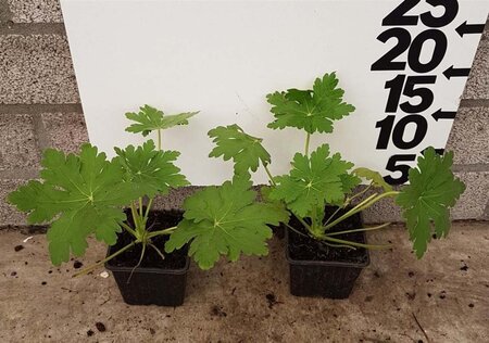 Geranium macrorrhizum geen maat specificatie 0,55L/P9cm - afbeelding 7