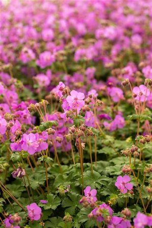 Geranium macr. 'Bevan's Variety' geen maat specificatie 0,55L/P9cm - afbeelding 1