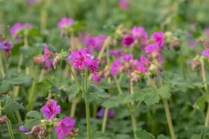 Geranium macr. 'Bevan's Variety' geen maat specificatie 0,55L/P9cm - afbeelding 2