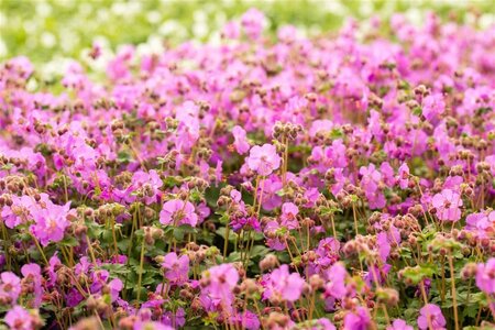 Geranium macr. 'Bevan's Variety' geen maat specificatie 0,55L/P9cm - afbeelding 3