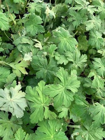 Geranium macr. 'Bevan's Variety' geen maat specificatie 0,55L/P9cm - afbeelding 5