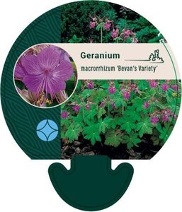 Geranium macr. 'Bevan's Variety' geen maat specificatie 0,55L/P9cm - afbeelding 4