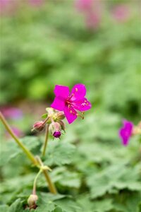 Geranium macr. 'Czakor' geen maat specificatie 0,55L/P9cm - afbeelding 1