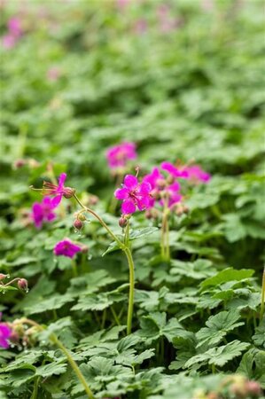 Geranium macr. 'Czakor' geen maat specificatie 0,55L/P9cm - afbeelding 9