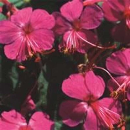 Geranium macr. 'Czakor' geen maat specificatie 0,55L/P9cm - afbeelding 7