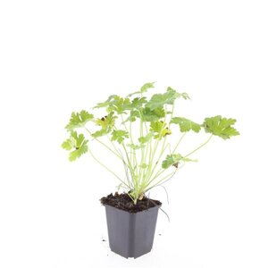 Geranium macr. 'Czakor' geen maat specificatie 0,55L/P9cm - afbeelding 5