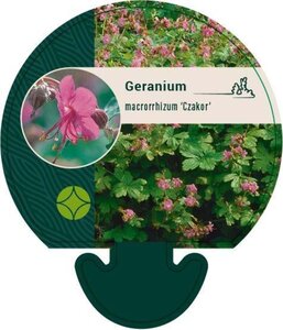 Geranium macr. 'Czakor' geen maat specificatie 0,55L/P9cm - afbeelding 6