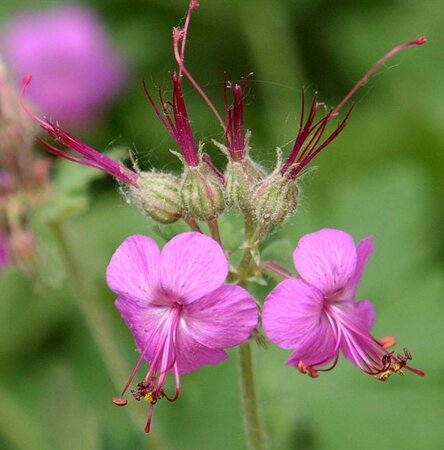 Geranium macr. 'Czakor' geen maat specificatie 0,55L/P9cm - afbeelding 8