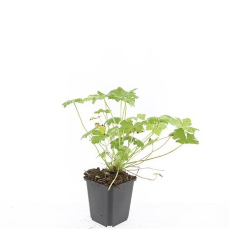 Geranium macr. 'Czakor' geen maat specificatie 0,55L/P9cm - afbeelding 3