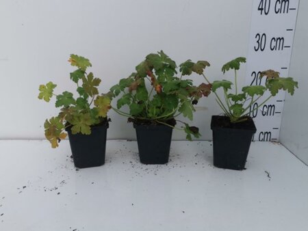 Geranium macr. 'Czakor' geen maat specificatie 0,55L/P9cm - afbeelding 10