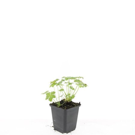 Geranium macr. 'Czakor' geen maat specificatie 0,55L/P9cm - afbeelding 2