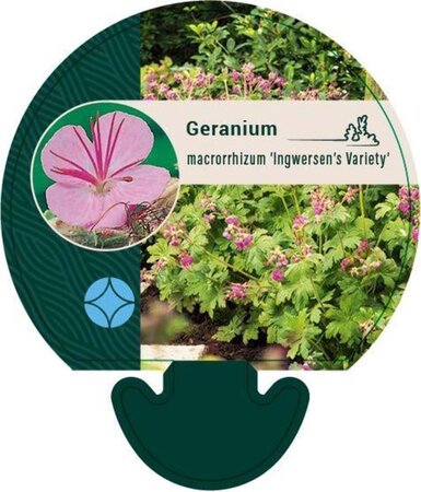 Geranium macr. 'Ingwersen's Var.' geen maat specificatie 0,55L/P9cm - afbeelding 8