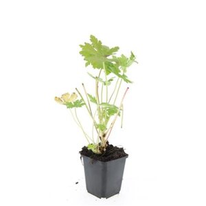 Geranium macr. 'Ingwersen's Var.' geen maat specificatie 0,55L/P9cm - afbeelding 6