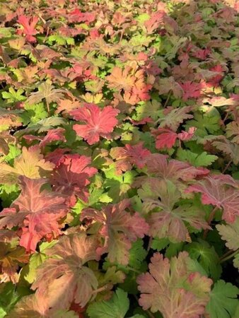 Geranium macr. 'Ingwersen's Var.' geen maat specificatie 0,55L/P9cm - afbeelding 7