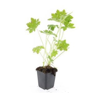 Geranium macr. 'Ingwersen's Var.' geen maat specificatie 0,55L/P9cm - afbeelding 5