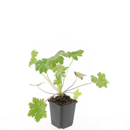 Geranium macr. 'Ingwersen's Var.' geen maat specificatie 0,55L/P9cm - afbeelding 4