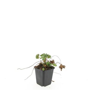 Geranium macr. 'Ingwersen's Var.' geen maat specificatie 0,55L/P9cm - afbeelding 3