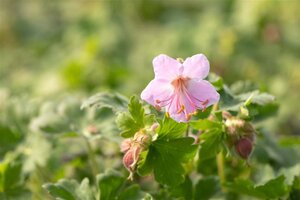 Geranium macr. 'Ingwersen's Var.' geen maat specificatie 0,55L/P9cm - afbeelding 10