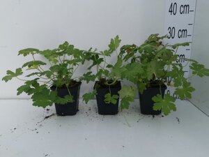 Geranium macr. 'Ingwersen's Var.' geen maat specificatie 0,55L/P9cm - afbeelding 11