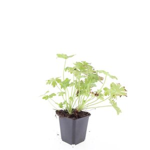 Geranium macr. 'Ingwersen's Var.' geen maat specificatie 0,55L/P9cm - afbeelding 2